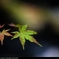 紅葉2014 -part2-