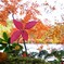 白駒池の紅葉