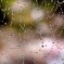 蜘蛛の巣にかかった雨水