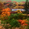 雨の紅葉
