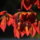 紅