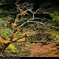紅葉2014 -part4-