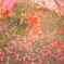 2010 紅葉