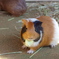 モル