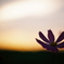 夕暮れどきの秋桜
