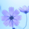 ガラスの心