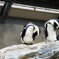 ペンギンはかゆい