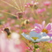 秋桜