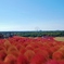 ひたち海浜公園　コキア　と　観覧車