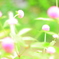 せんにちこう