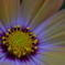 cosmos