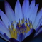 Water lily