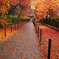 京都の紅葉
