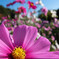 DSCF3142_Lr