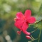 南国の花