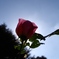 秋薔薇