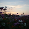 2014/10/19_夕暮れのコスモス畑