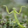 カマキリ　フォ～