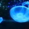 まさに海の月