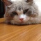 愛猫