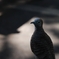 ＢＩＲＤ　ＬＩＦＥ