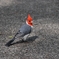 ＢＩＲＤ　ＬＩＦＥ2