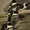 ペンギン三連星