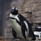 イケメンペンギン