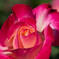 秋晴れに萌ゆる薔薇の花 (-^^-)b
