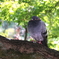 鳩胸