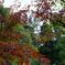 紅葉はじまり