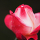 Creamy Rose