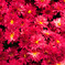 菊の花