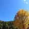 長福寺　大いちょう ①