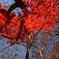 赤の紅葉と影