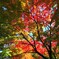 紅葉へ