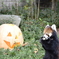 かぼちゃとレッサーパンダ