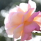 逆光の秋薔薇