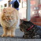 えきねこ