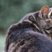 えきねこ
