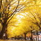 北海道大学のイチョウ