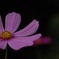 秋桜_1
