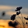夕暮れ秋桜