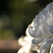 Chrysanthemum 