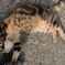 知らない猫…（かまって、ちょうだいっ）