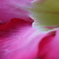 Slide of Flower