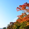 箱根ガラスの森