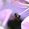 蜜蜂