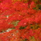 秋を重ねて