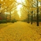 rainy day (yellow)